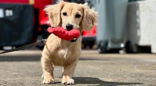 Leo, de hond van Charles Leclerc, met een speeltje