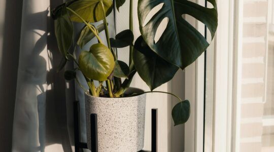 Een plant in de woonkamer voor een raam met lichtinval