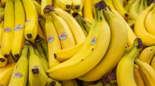 Een hoop met trossen bananen