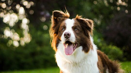 Een hond waar je hondenbelasting voor moet betalen.