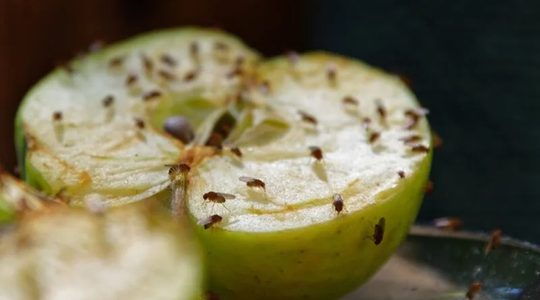 Fruitvliegjes op een oude appel