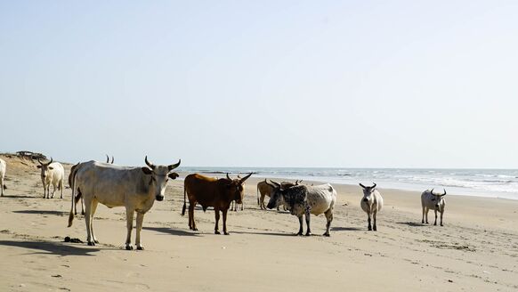 MAN MAN ontdekte de parels van Gambia