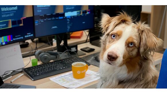 24 juni is het ‘neem je hond mee naar je werk’-dag