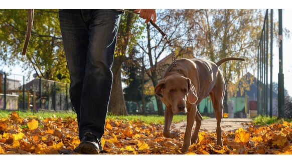 Hondenbaasjes opgelet: je hond uitlaten zonder zakje kan een fikse boete opleveren