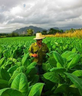 cuba-reisinspiratie-manman