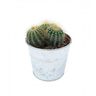 cactus housewarming man man